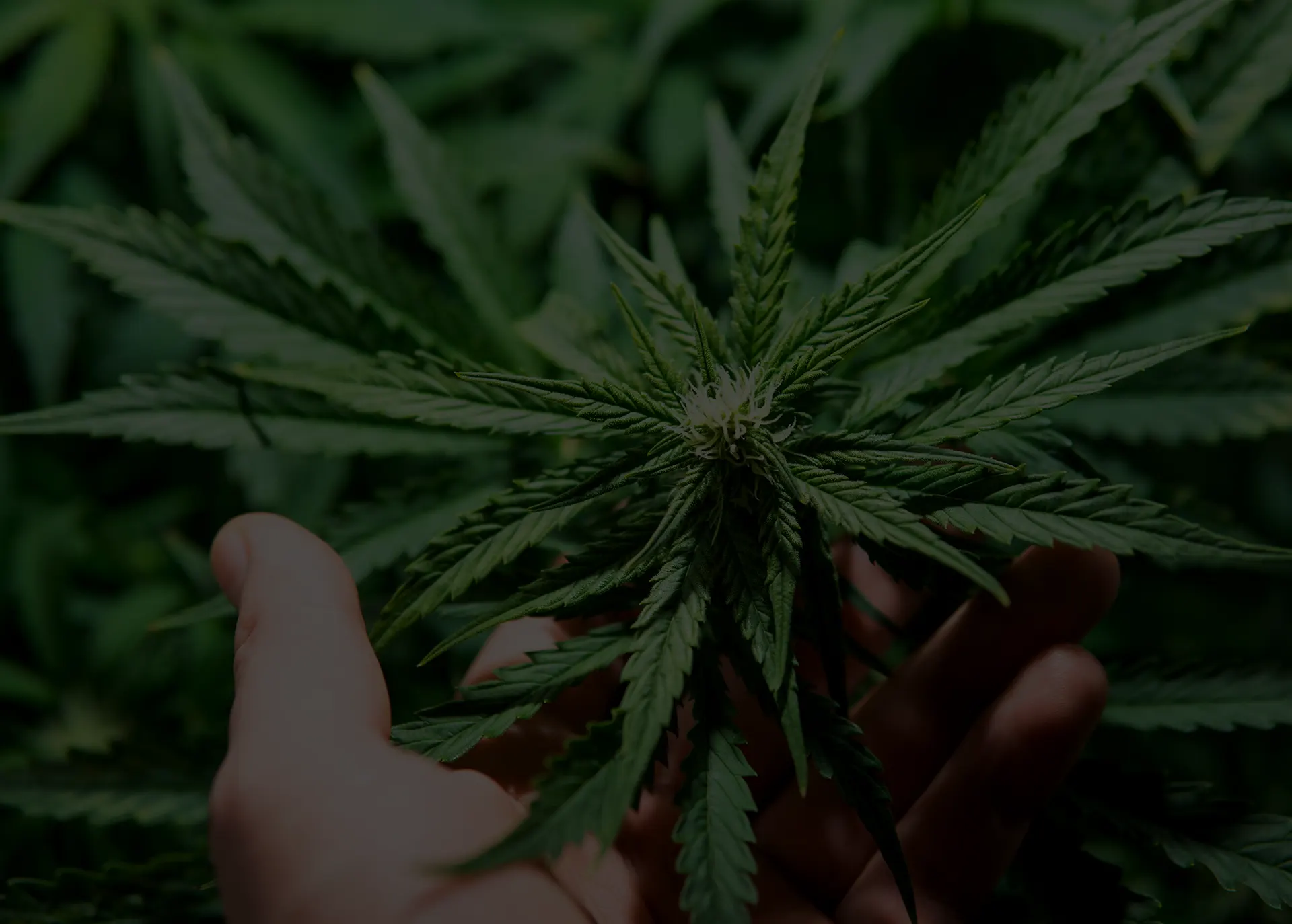 Le cannabis : vertus ou risques